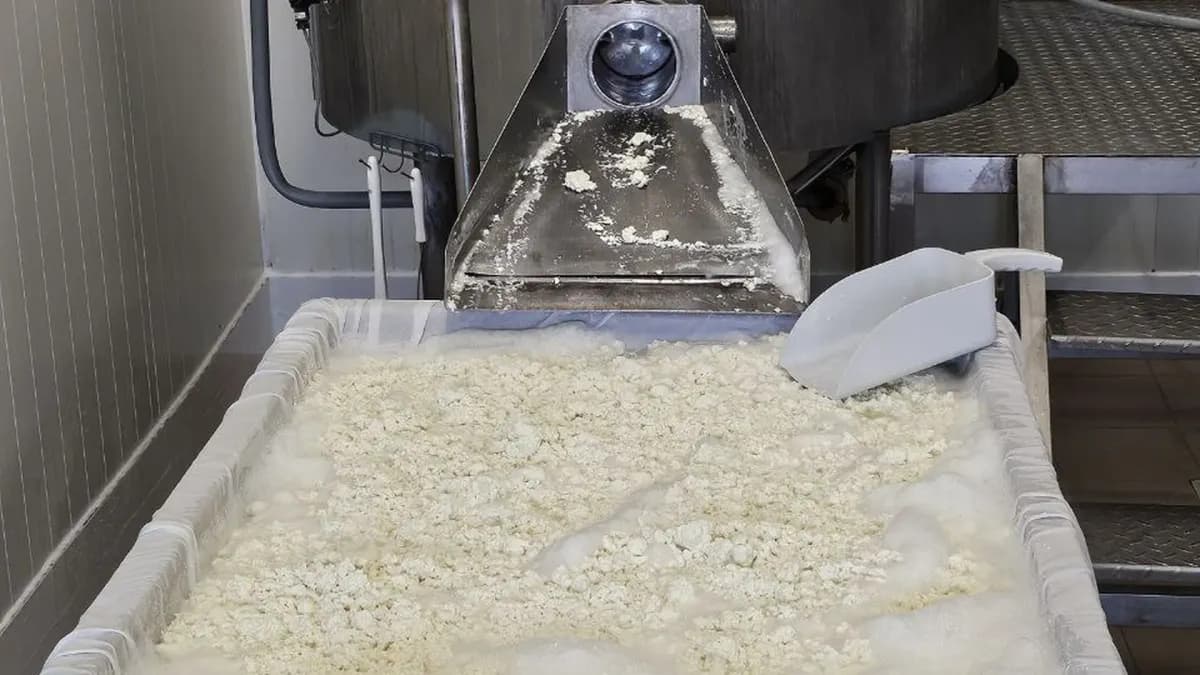 Paneer Cheese Manufacturing Business – Near Berlin, Germany photo 1